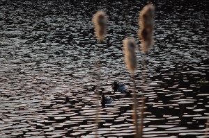 Ducks and Cattails on Creekside Marsh