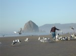 Man Feeding Gulls