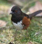 rufoussidedtowhee2sm